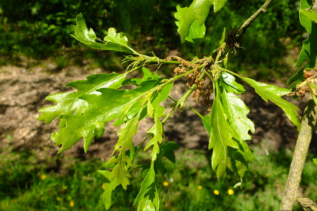 May close-up photo