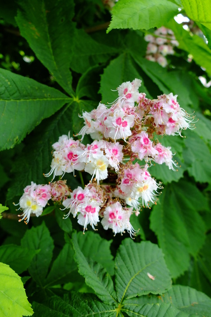 May close-up photo