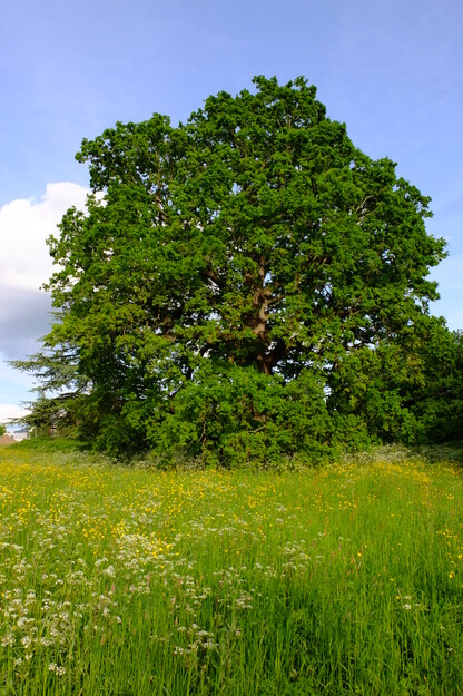 May tree photo