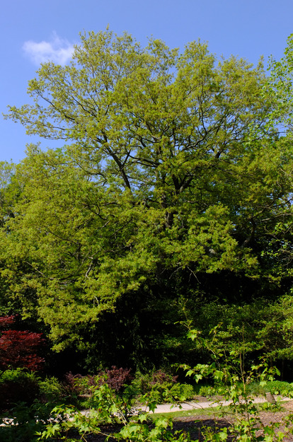 May tree photo