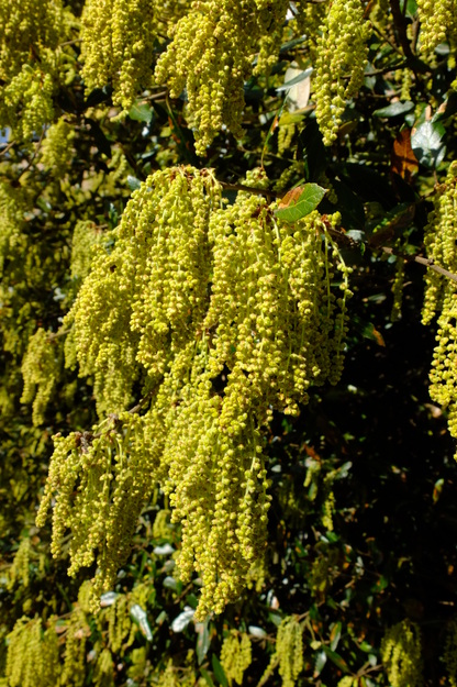 May close-up photo