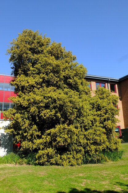 Thomson North tree photo
