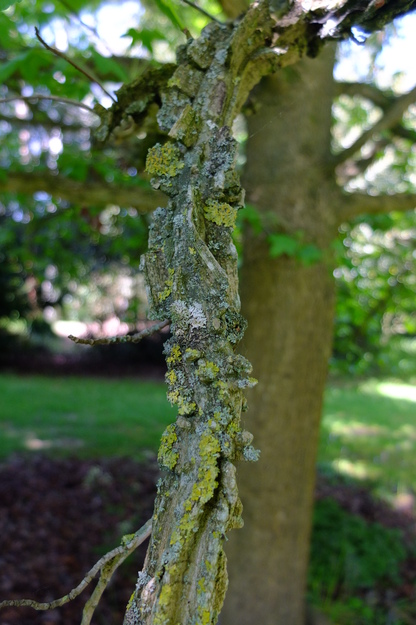 May close-up photo