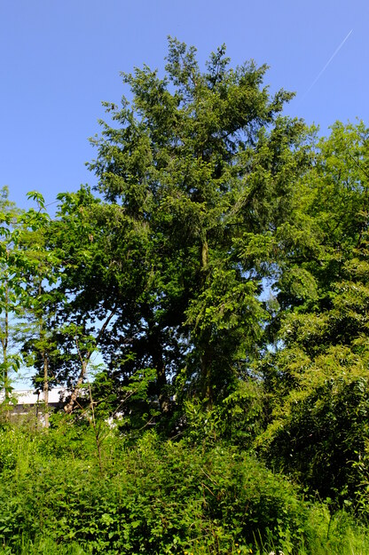 May tree photo