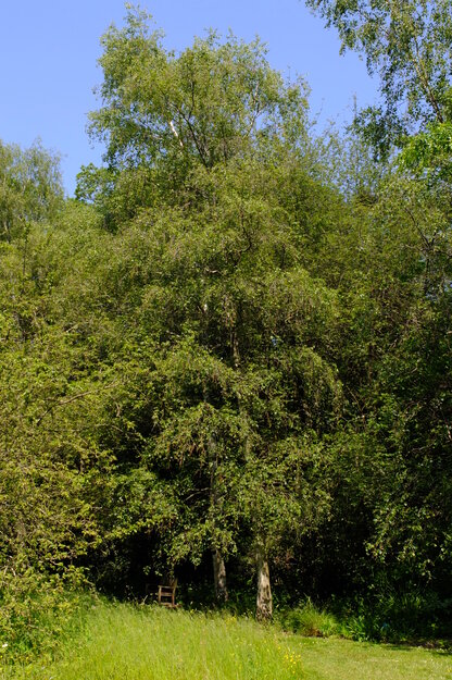 June tree photo