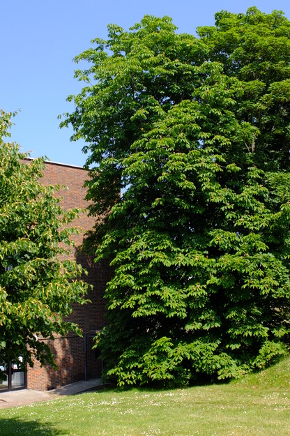 June tree photo