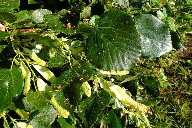 June close-up photo