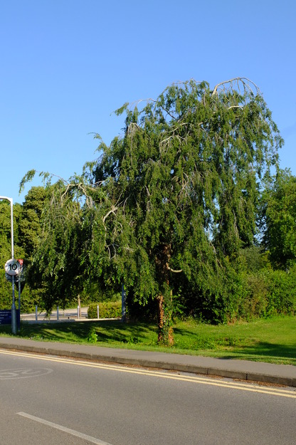 June tree photo