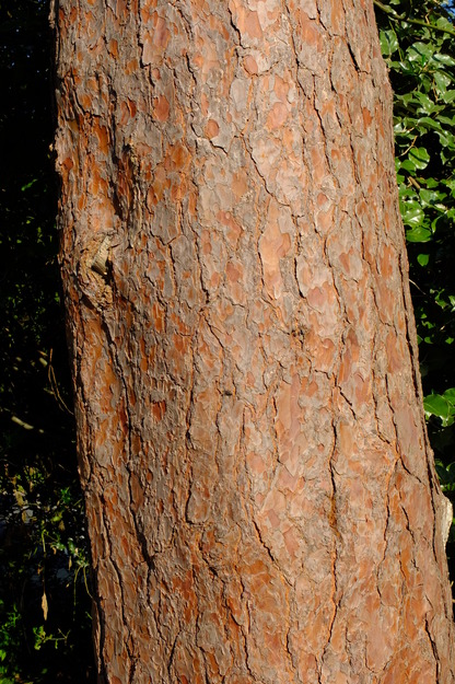 June close-up photo