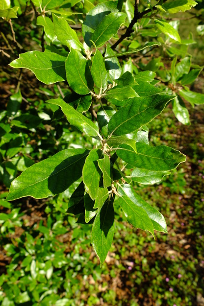 June close-up photo