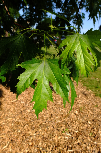 June close-up photo