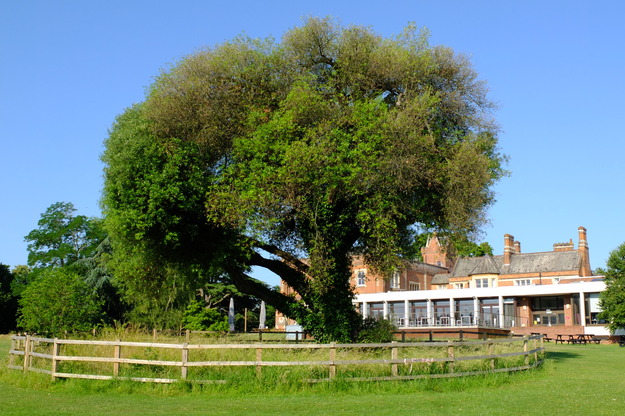 June tree photo