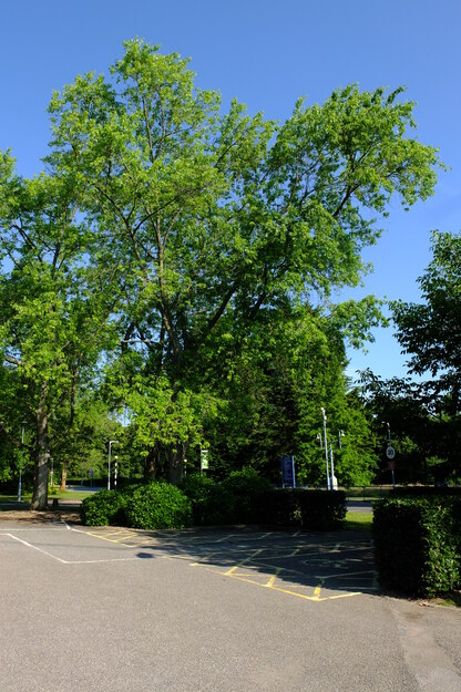 June tree photo