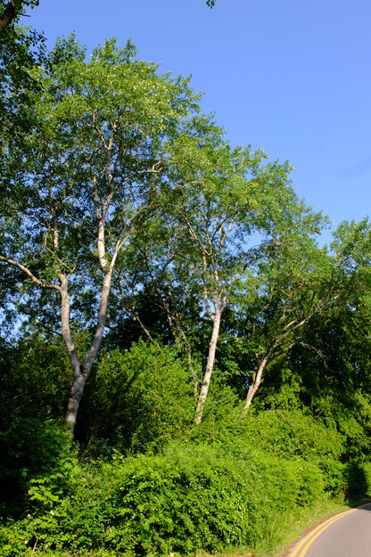 June tree photo