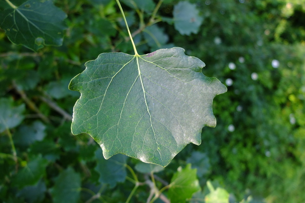 June close-up photo