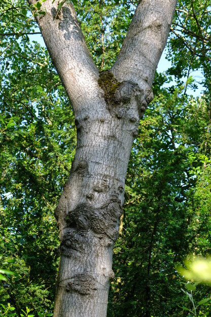 June close-up photo