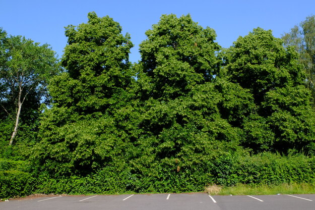 June tree photo