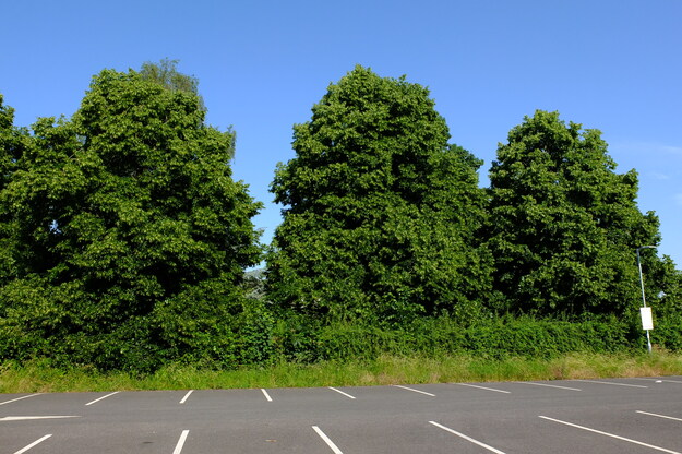 June tree photo