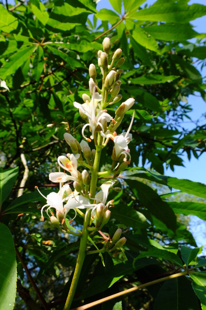 June close-up photo