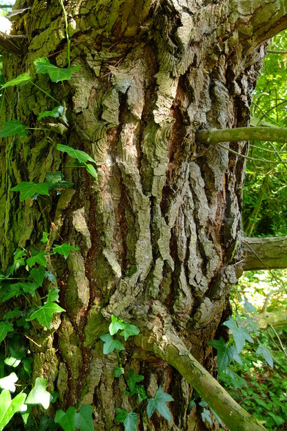 June close-up photo