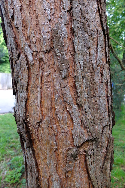 June close-up photo