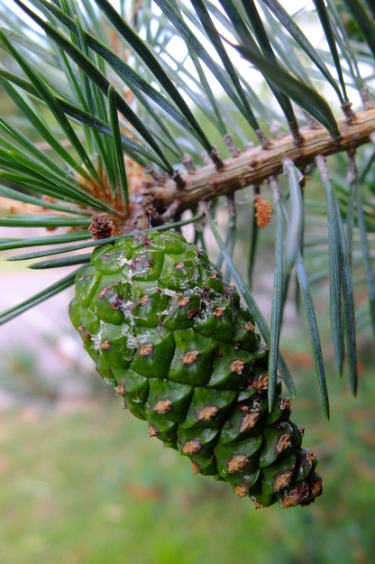 June close-up photo