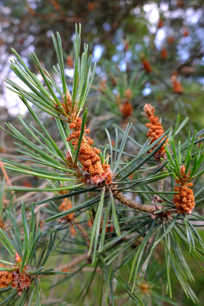 June close-up photo