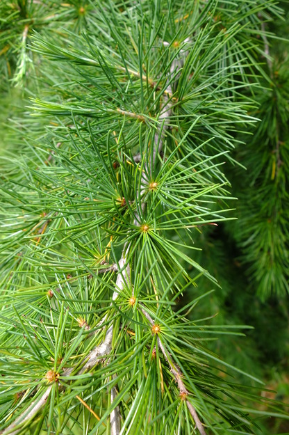 June close-up photo