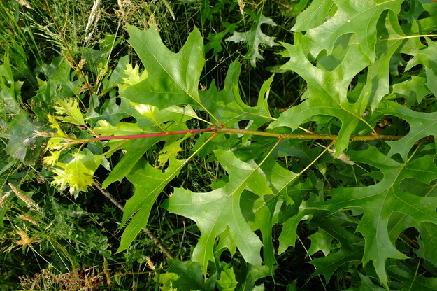 June close-up photo