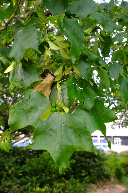 June close-up photo