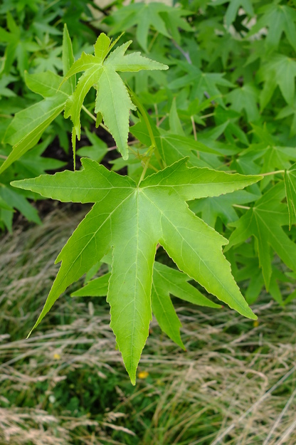 June close-up photo