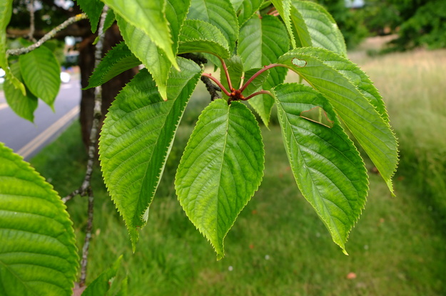 June close-up photo