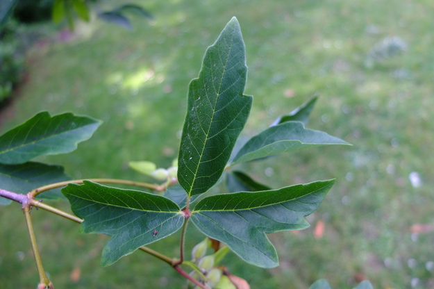 July close-up photo