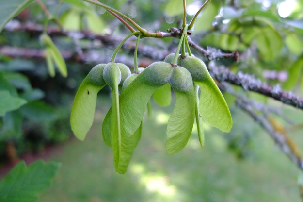 July close-up photo
