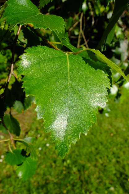 July close-up photo