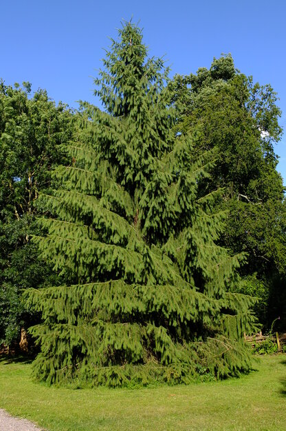 July tree photo