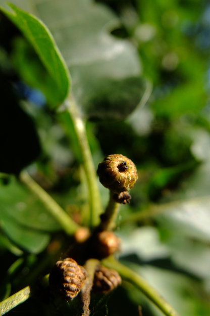 July close-up photo