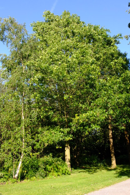 July tree photo
