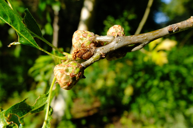 July close-up photo