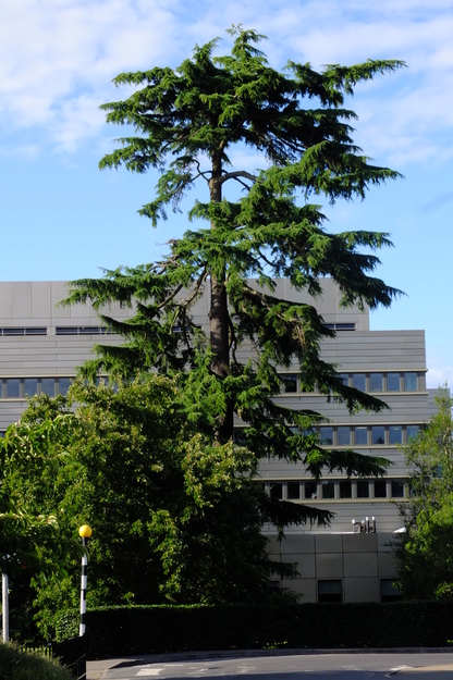 July tree photo