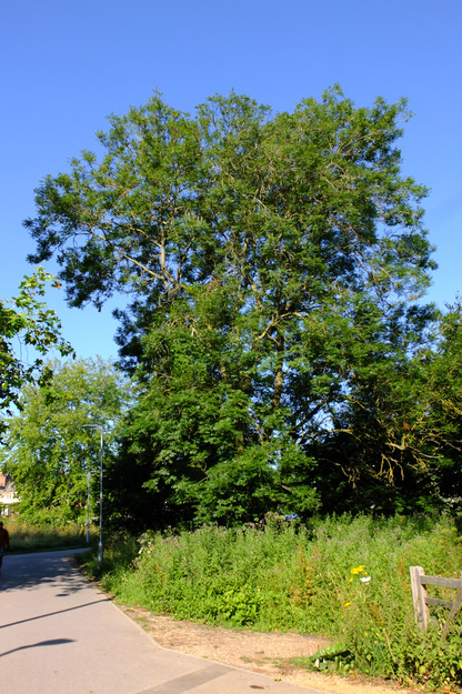 July tree photo