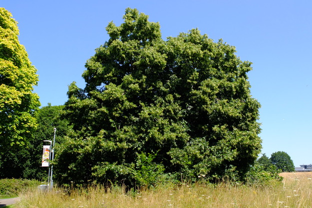 July tree photo
