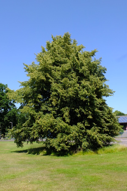 July tree photo