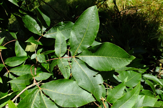 July close-up photo