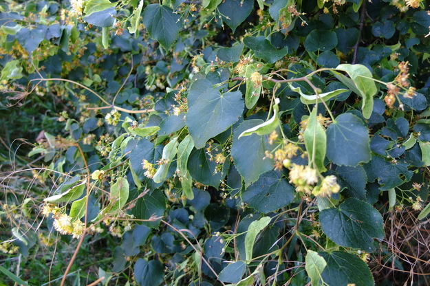 July close-up photo