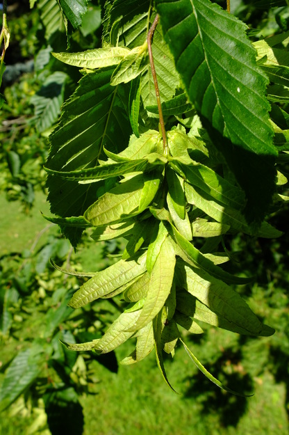 July close-up photo