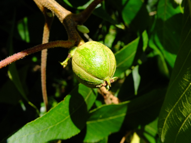 July close-up photo