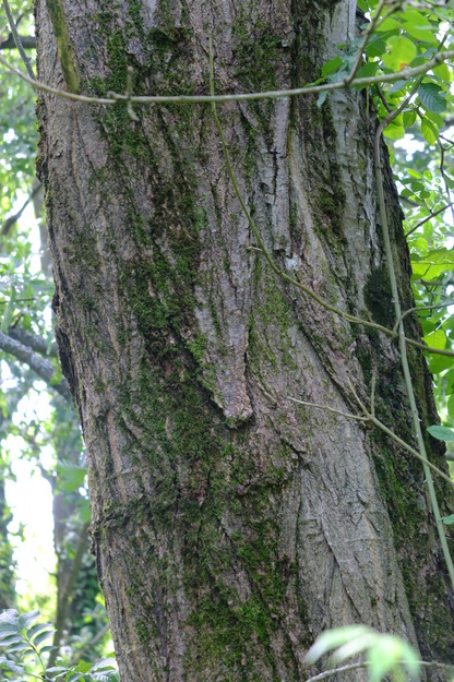 July close-up photo