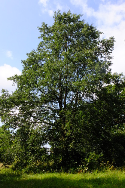 July tree photo
