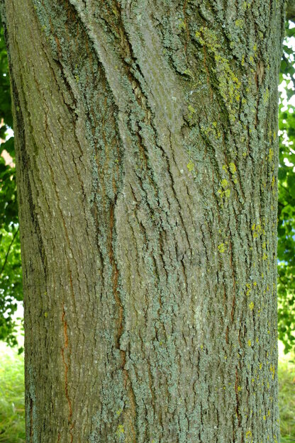 July close-up photo